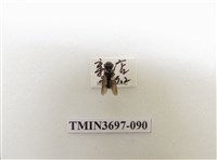 藏品(膜翅目(蜂))的圖片